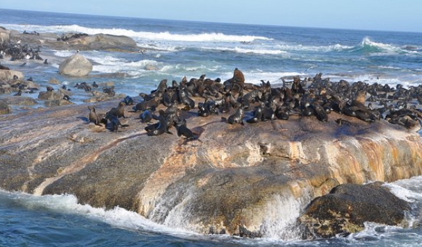 Seals_SA.png